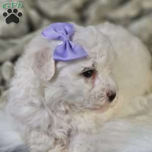 Bella, Bichon Frise Puppy